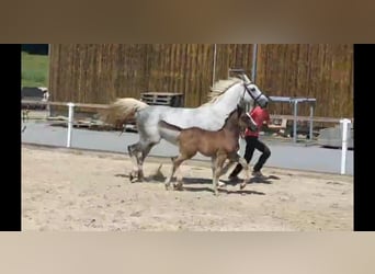 Schweres Warmblut, Klacz, 5 lat, 166 cm, Siwa