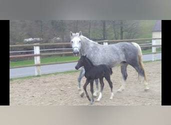 Schweres Warmblut, Klacz, 5 lat, 166 cm, Siwa