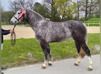 Schweres Warmblut, Klacz, 5 lat, 166 cm, Siwa