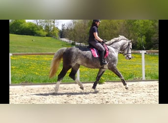 Schweres Warmblut, Klacz, 5 lat, 166 cm, Siwa