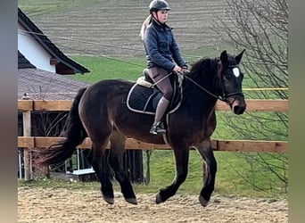 Schweres Warmblut, Klacz, 6 lat, 157 cm, Ciemnogniada