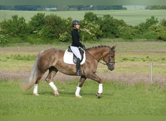 Schweres Warmblut, Klacz, 6 lat, 163 cm, Ciemnokasztanowata