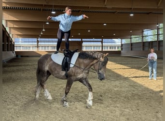 Schweres Warmblut, Klacz, 6 lat, 163 cm, Ciemnokasztanowata