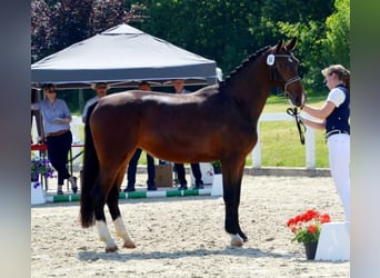 Schweres Warmblut, Klacz, 6 lat, 164 cm, Gniada