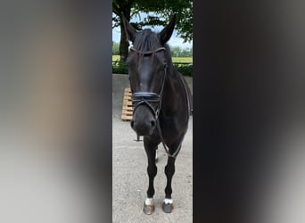 Schweres Warmblut, Klacz, 6 lat, 165 cm, Kara