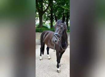 Schweres Warmblut, Klacz, 6 lat, 165 cm, Kara