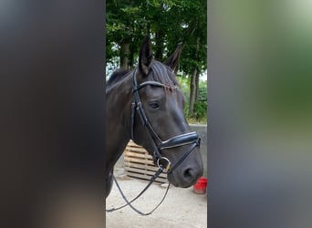 Schweres Warmblut, Klacz, 6 lat, 165 cm, Kara