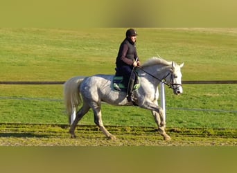 Schweres Warmblut, Klacz, 6 lat, 165 cm, Siwa