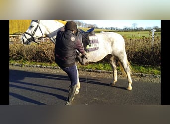 Schweres Warmblut, Klacz, 6 lat, 165 cm, Siwa