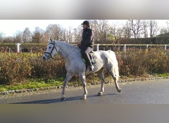 Schweres Warmblut, Klacz, 6 lat, 165 cm, Siwa