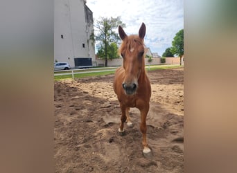 Schweres Warmblut, Klacz, 6 lat, 168 cm, Kasztanowata