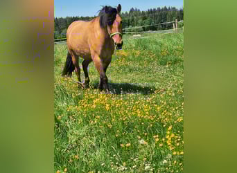 Schweres Warmblut, Klacz, 7 lat, 149 cm, Bułana