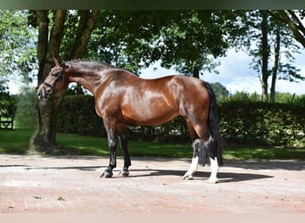 Schweres Warmblut, Klacz, 7 lat, 167 cm, Gniada