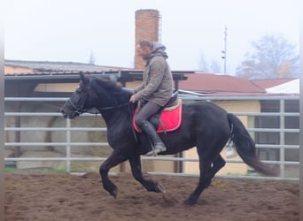 Schweres Warmblut, Klacz, 8 lat, 155 cm, Kara