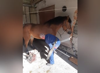 Schweres Warmblut, Klacz, 8 lat, 167 cm