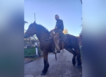 Schweres Warmblut, Klacz, 8 lat, 167 cm