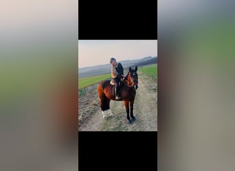 Schweres Warmblut, Klacz, 8 lat, 167 cm