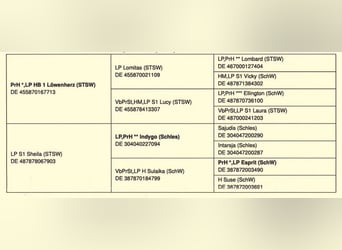 Schweres Warmblut, Klacz, 8 lat, 168 cm, Gniada
