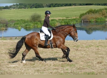 Schweres Warmblut, Klacz, 8 lat, 169 cm, Gniada