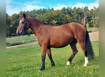 Schweres Warmblut, Klacz, 9 lat, 164 cm, Gniada Schweres Warmblut, Klacz, 9 lat, 164 cm, Gniada