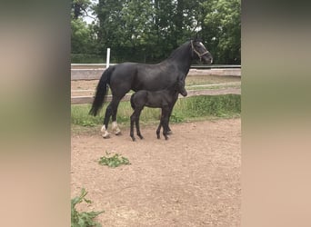 Schweres Warmblut, Klacz, 9 lat, 165 cm, Kara