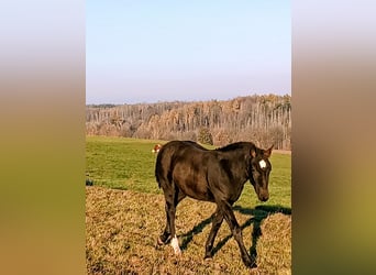 Schweres Warmblut, Ogier, 1 Rok, 145 cm, Kara
