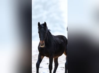 Schweres Warmblut, Ogier, 1 Rok, Ciemnogniada