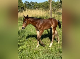 Schweres Warmblut, Ogier, 1 Rok, Gniada