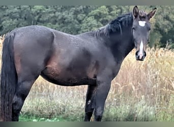 Schweres Warmblut, Ogier, 2 lat, 165 cm, Gniada