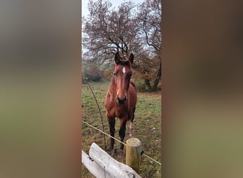 Schweres Warmblut, Ogier, 2 lat, Gniada