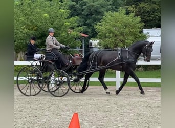 Schweres Warmblut, Ogier, 7 lat, 167 cm, Ciemnogniada