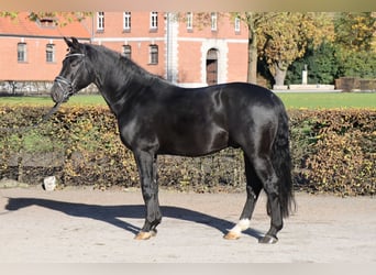 Schweres Warmblut, Ogier, 8 lat, 166 cm, Kara
