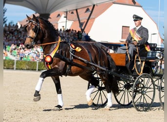 Schweres Warmblut, Ogier, 12 lat, 164 cm, Skarogniada