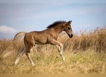 Schweres Warmblut, Ogier, Źrebak (05/2026), Kara