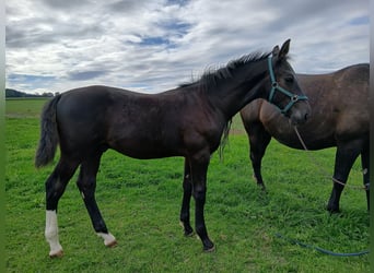 Schweres Warmblut, Ogier, Źrebak (04/2026), Kara