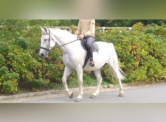 Schweres Warmblut, Stute, 10 Jahre, 167 cm