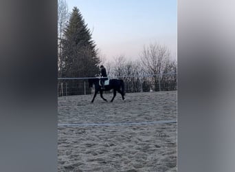 Schweres Warmblut, Stute, 10 Jahre, 167 cm, Rappe