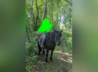Schweres Warmblut, Stute, 10 Jahre, Rappe