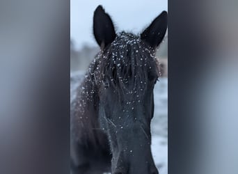 Schweres Warmblut, Stute, 10 Jahre, Rappe
