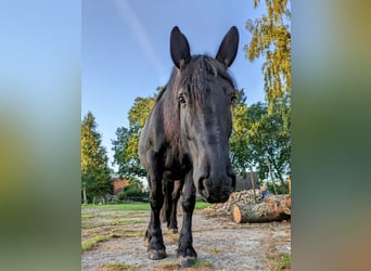 Schweres Warmblut, Stute, 10 Jahre, Rappe