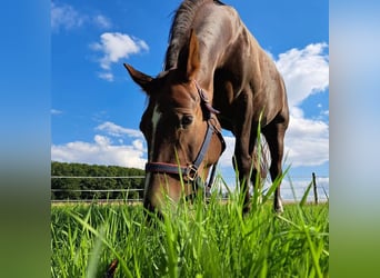Schweres Warmblut, Stute, 11 Jahre, 163 cm, Dunkelfuchs
