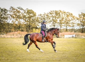 Schweres Warmblut, Stute, 11 Jahre, 167 cm, Brauner
