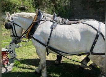 Schweres Warmblut, Stute, 11 Jahre, Schimmel