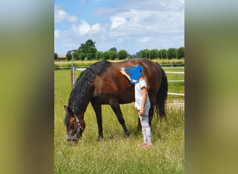 Schweres Warmblut, Stute, 12 Jahre, 164 cm, Brauner