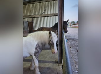 Schweres Warmblut, Stute, 12 Jahre, 164 cm, Brauner