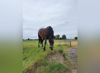 Schweres Warmblut, Stute, 12 Jahre, 164 cm, Brauner