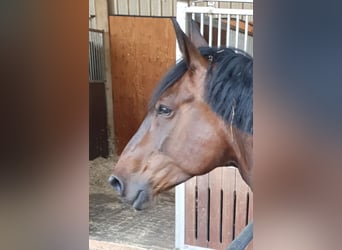 Schweres Warmblut, Stute, 12 Jahre, 164 cm, Brauner