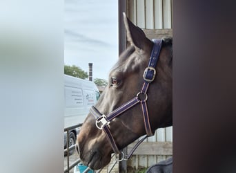 Schweres Warmblut, Stute, 12 Jahre, 164 cm, Brauner