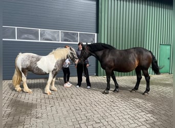 Schweres Warmblut, Stute, 12 Jahre, 164 cm, Brauner