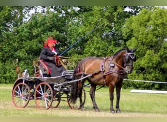 Schweres Warmblut, Stute, 13 Jahre, 158 cm, Rappe